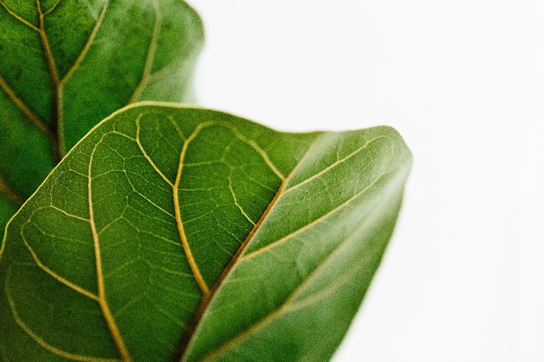 plant bcg_1590335343.jpg
